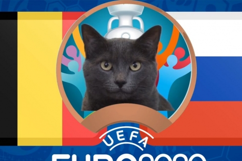 Mèo tiên tri dự đoán Bỉ vs Nga: Chiến thắng cho kẻ mạnh