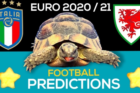 Thần Rùa tiên tri dự đoán kết quả Italia vs Xứ Wales: Định đoạt ngôi đầu