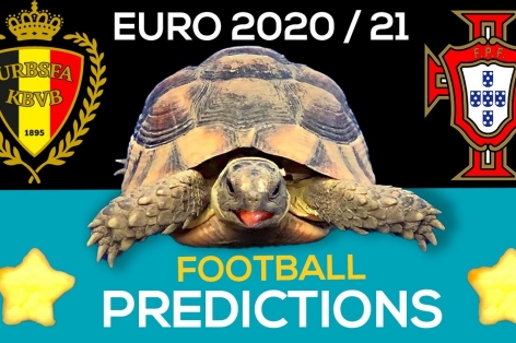 Thần Rùa tiên tri dự đoán kết quả Bỉ vs Bồ Đào Nha: Thay đổi lịch sử