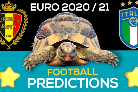 Thần Rùa tiên tri dự đoán kết quả Bỉ vs Italia: Đặt trọn niềm tin
