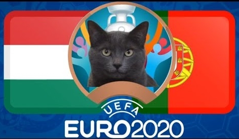 Mèo tiên tri dự đoán Hungary vs Bồ Đào Nha: Đặt niềm tin vào siêu sao