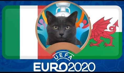 Mèo tiên tri dự đoán Italia vs Xứ Wales: 'Hattrick' của người Ý
