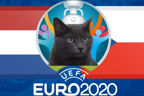 Mèo tiên tri dự đoán kết quả Hà Lan vs CH Séc: Đẳng cấp 'cửa trên'