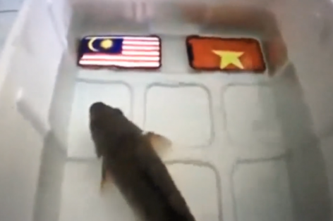 VIDEO hài hước: Cá dự đoán Malaysia thắng Việt Nam và cái kết đắng