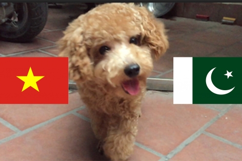 Chó tiên tri Hulk dự đoán kết quả Việt Nam vs Pakistan: Niềm vui nho nhỏ