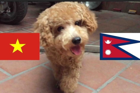 Chó tiên tri Hulk dự đoán kết quả Việt Nam vs Nepal