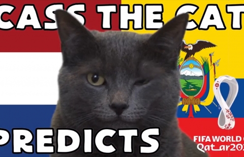 Mèo tiên tri dự đoán kết quả Hà Lan vs Ecuador: Phần thắng cho kẻ mạnh