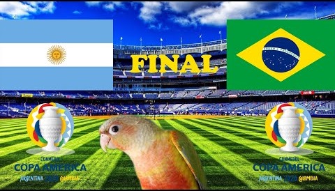 Chim thiêng dự đoán Brazil vs Argentina: Điềm lành cho siêu sao