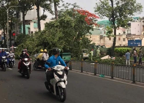 Cây bật gốc đè trúng người đi đường: Trách nhiệm thuộc về ai?