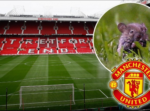 Chuột 'tung tăng' trên Old Trafford ngay trận Southampton