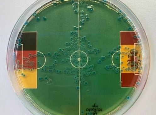 Vi khuẩn dự đoán kết quả Tây Ban Nha vs Đức tại Euro 2024
