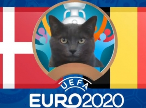 Mèo tiên tri dự đoán Đan Mạch vs Bỉ: Bất ngờ?
