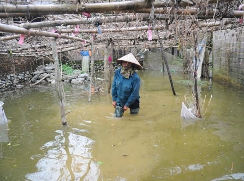 'Rốn lũ' Chương Mỹ khẩn trương đắp đê, di dời người dân trước khi nước sông Bùi dâng lên báo động nguy hiểm