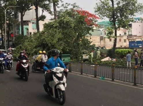 Cây bật gốc đè trúng người đi đường: Trách nhiệm thuộc về ai?