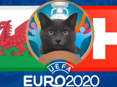 Mèo tiên tri dự đoán kết quả Thổ Nhĩ Kỳ vs Xứ Wales: Bất ngờ xảy ra?