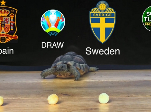 Thần Rùa tiên tri dự đoán kết quả Tây Ban Nha vs Thụy Điển: Khó có bất ngờ