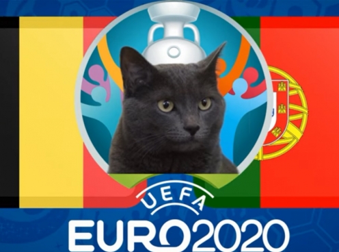 Mèo tiên tri dự đoán kết quả Bỉ vs Bồ Đào Nha: Lộ diện người được chọn