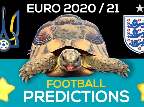 Thần Rùa tiên tri dự đoán kết quả Anh vs Ukraine: Tỉ lệ đúng 100%!