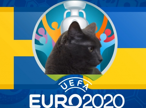 Mèo tiên tri dự đoán Thụy Điển vs Ukraina: 'Cửa dưới' méo mặt!