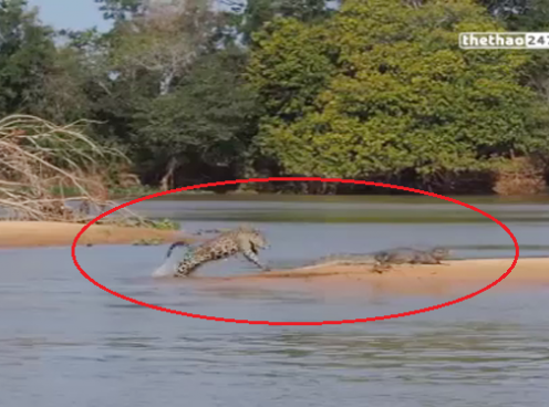 VIDEO: Báo Jaguar vượt sông làm thịt cá sấu