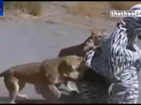 VIDEO: Đóng giả ngựa vằn ''trêu'' sư tử, 2 thanh niên suýt mất mạng