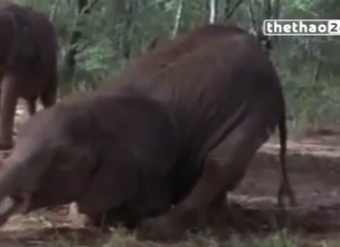 VIDEO: Khi các loài động vật hoang dã ...say sỉn