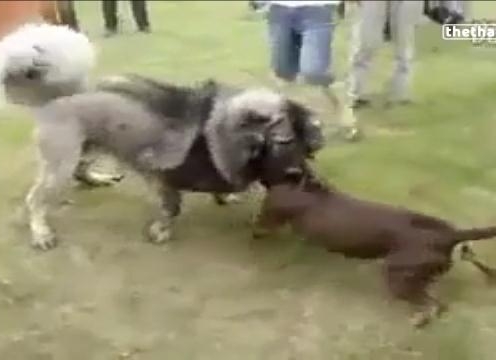 VIDEO: Đại chiến kinh hoàng giữa pitbull và chó ngao Tây Tạng