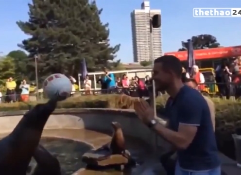 VIDEO: Màn so tài thú vị giữa Lukas Podolski với hải cẩu