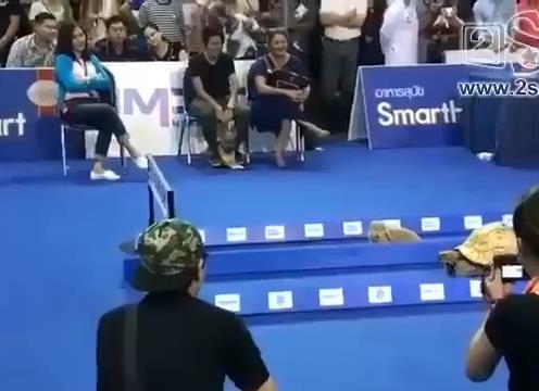 VIDEO: Cuộc chạy đua giữa thỏ và rùa ngoài đời thực