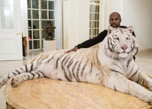 Độc cô cầu bại Mayweather đùa giỡn với hổ trắng khổng lồ