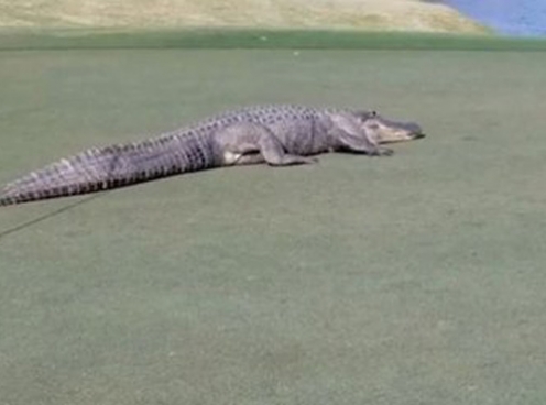 VIDEO: Cá sấu tràn vào sân golf khiến VĐV chạy tán loạn