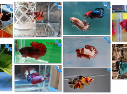 Bộ ảnh top 10 tuần 5 tháng 3 cuộc thi Show Betta Online 2018