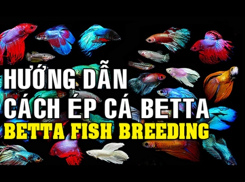 Chia sẻ cách ép cá betta đạt số lượng cao - Viết về cá betta 2018