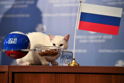 Mèo tiên tri dự đoán kết quả trận Nga vs Ả Rập Xê Út