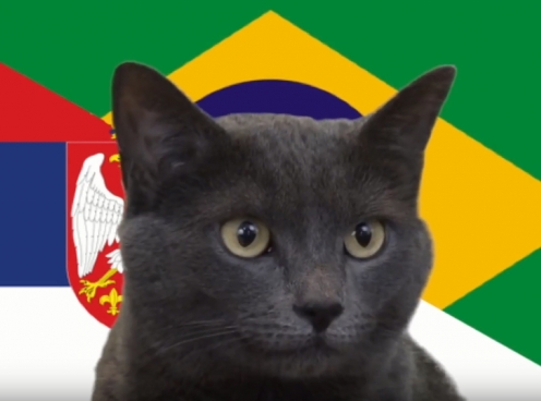 Mèo tiên tri dự đoán kết quả, tỉ số Brazil vs Serbia