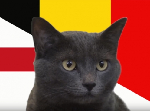 Mèo tiên tri dự đoán kết quả Anh vs Bỉ: Lựa chọn tối ưu