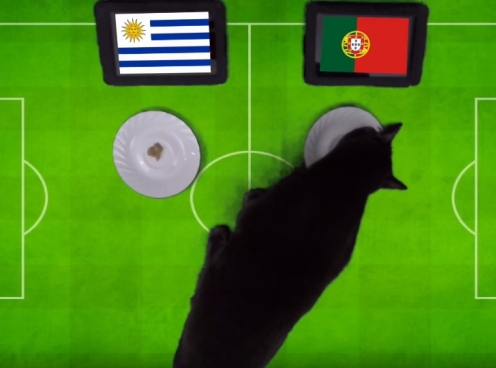 VIDEO: Mèo tiên tri dự đoán Bồ Đào Nha vs Uruguay
