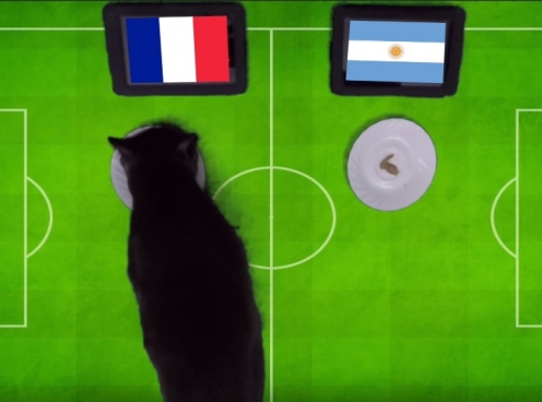 VIDEO: Mèo tiên tri dự đoán Pháp vs Argentina