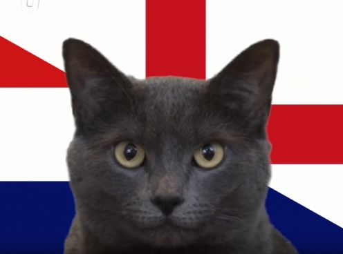 Mèo tiên tri dự đoán kết quả Anh vs Croatia: Niềm tin lớn