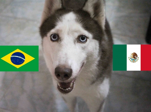Chó tiên tri Loki dự đoán kết quả Brazil vs Mexico: Bất lợi