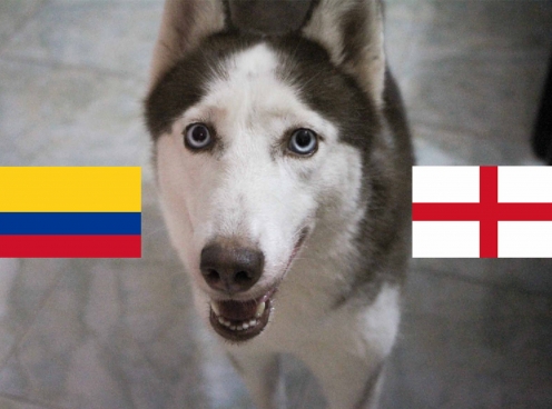 Chó tiên tri Loki dự đoán kết quả Anh vs Colombia: Đừng vội mừng