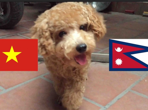 Chó tiên tri Hulk dự đoán kết quả Việt Nam vs Nepal
