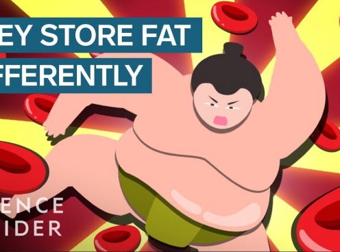 VIDEO: Sự thật ít người biết về sức khỏe của những võ sĩ Sumo