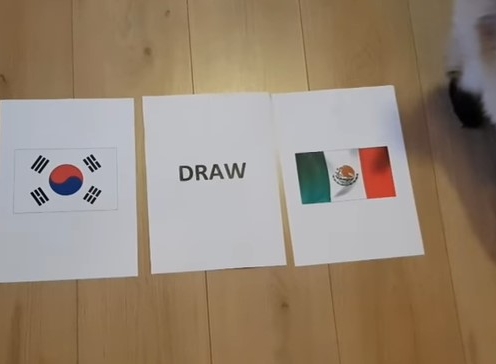Tiên tri mèo dự đoán kết quả Hàn Quốc vs Mexico