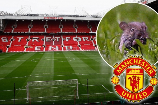 Chuột 'tung tăng' trên Old Trafford ngay trận Southampton