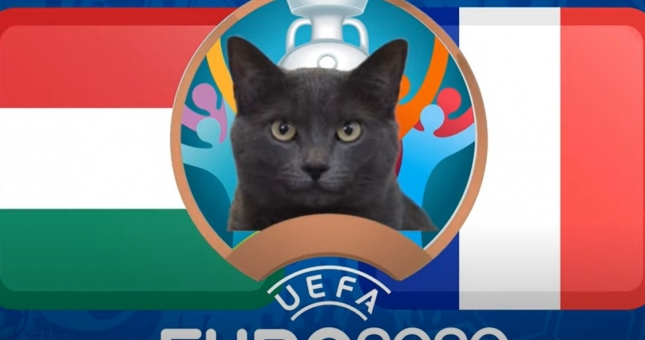 Mèo tiên tri dự đoán Hungary vs Pháp: Tiết lộ thiên cơ