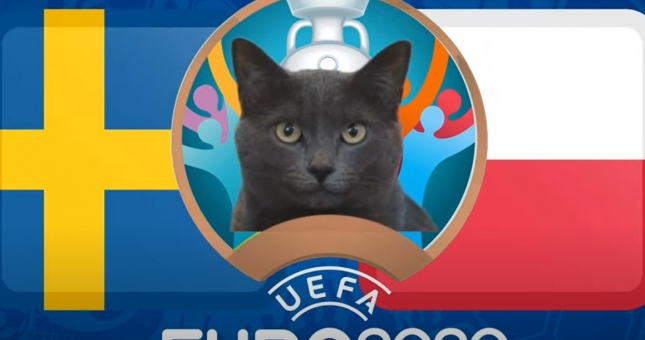 Mèo tiên tri dự đoán Thụy Điển vs Ba Lan: Kết quả đúng nhất