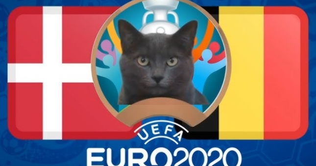Mèo tiên tri dự đoán Đan Mạch vs Bỉ: Bất ngờ?