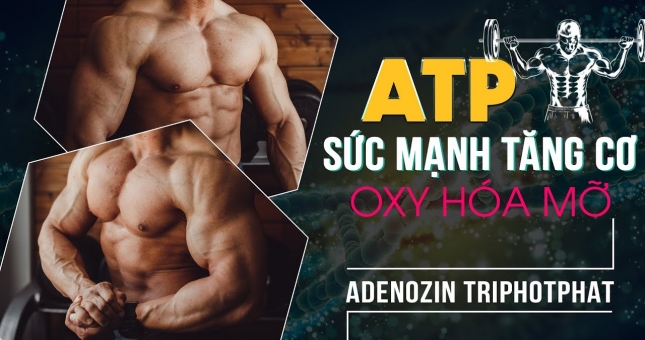 Năng lượng ATP là gì? Vai trò của ATP đối với người tập Gym