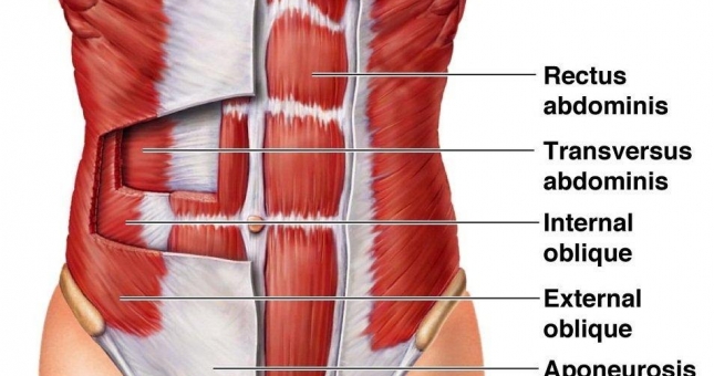 Cấu tạo cơ bụng của nữ và nam có gì giống và khác nhau?